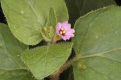 Oxybaphus himalaicus